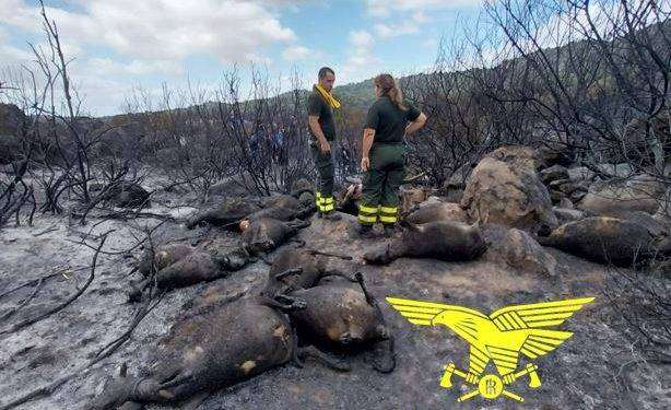 Proseguono le bonifiche dell’incendio di Orotelli: centinaia di animali morti