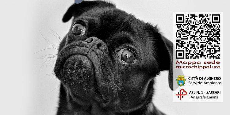 Microchippatura gratuita ad Alghero: ecco quando