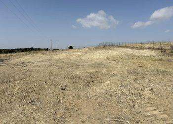 Selargius, dopo il presidio dei No Tyrrhenian Link: Terna sradica gli ulivi