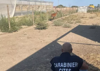 Cervo sardo in un recinto privato, liberato dai carabinieri