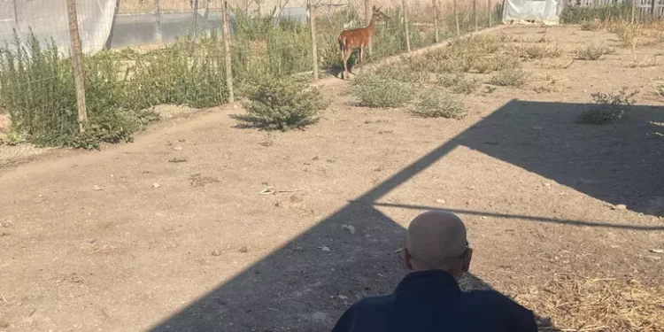 Cervo sardo in un recinto privato, liberato dai carabinieri