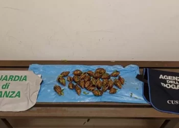 Chiocciole giganti dall’Africa sequestrate in aeroporto Alghero