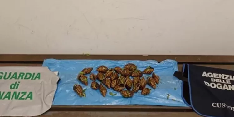 Chiocciole giganti dall’Africa sequestrate in aeroporto Alghero