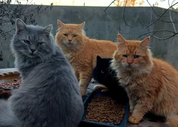 Team di gatti assunti per testare il cibo