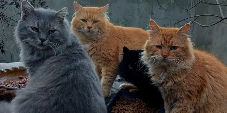 Team di gatti assunti per testare il cibo