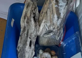 In valigia conchiglie e sassi, turisti tedeschi fermati a Olbia