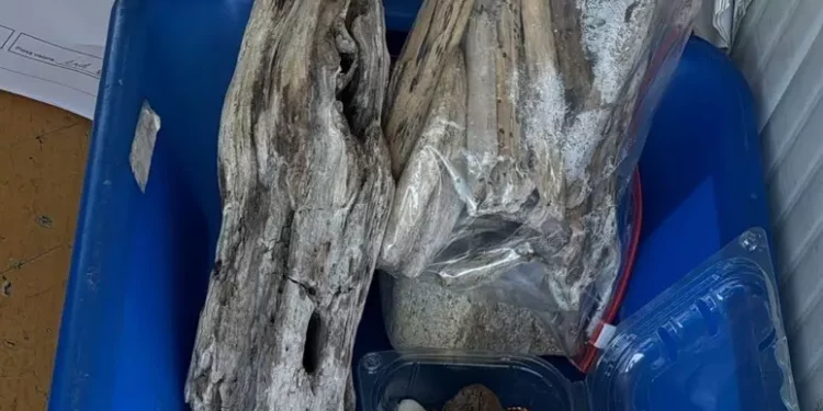 In valigia conchiglie e sassi, turisti tedeschi fermati a Olbia