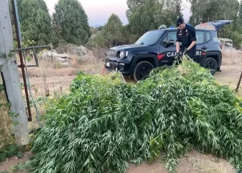 Piantagione di marijuana scoperta a Sestu, arrestato un 38enne