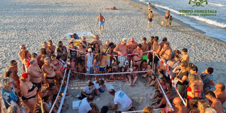 Schiuse 70 uova di Caretta Caretta sulla spiaggia a Tertenia