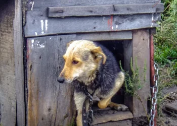 Animalisti in pressing su Todde, ‘vietare i cani a catena’