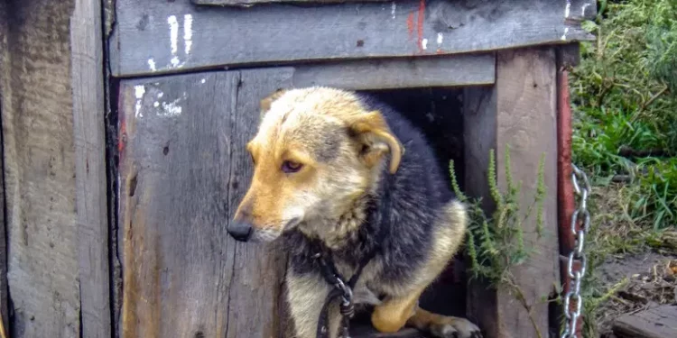 Animalisti in pressing su Todde, ‘vietare i cani a catena’