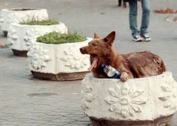 I cani abbandonati nel 2023 85.000 (+8,6%), problema randagi