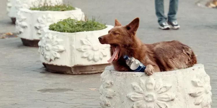 I cani abbandonati nel 2023 85.000 (+8,6%), problema randagi