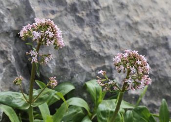 Botanica, intitolata a Cristiano Pontecorvo una nuova specie endemica della Sardegna