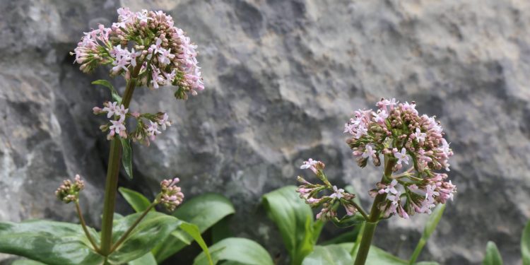 Botanica, intitolata a Cristiano Pontecorvo una nuova specie endemica della Sardegna