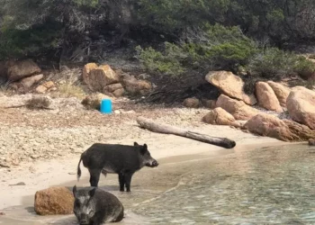 Bimbo morso da cinghiale, al via abbattimento su isola di Spargi