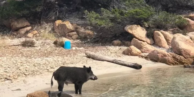 Bimbo morso da cinghiale, al via abbattimento su isola di Spargi