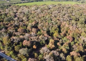 Varata la delibera che sblocca 1,1mln per salvare le foreste