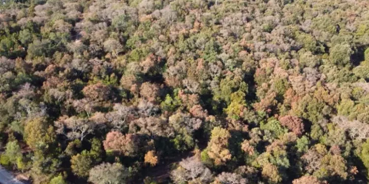 Varata la delibera che sblocca 1,1mln per salvare le foreste