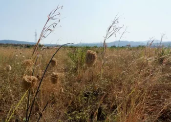 Entra in vigore la legge Ue sul ripristino della natura
