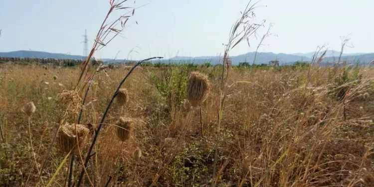 Entra in vigore la legge Ue sul ripristino della natura