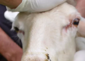 Lingua blu, 15 focolai tra Gallura e Sulcis