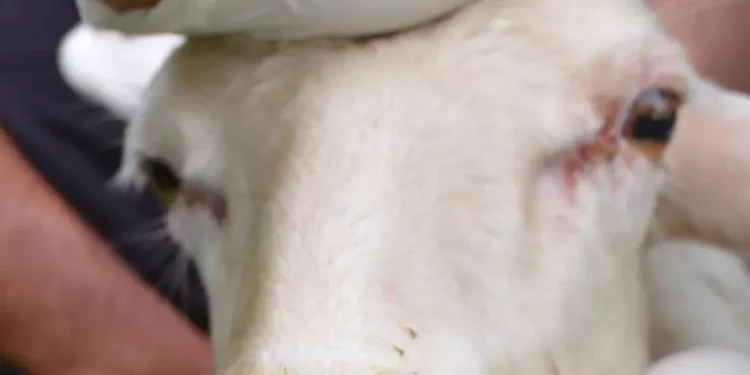 Lingua blu, 15 focolai tra Gallura e Sulcis