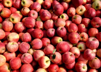 In Italia è partita la raccolta delle mele, produzione in calo