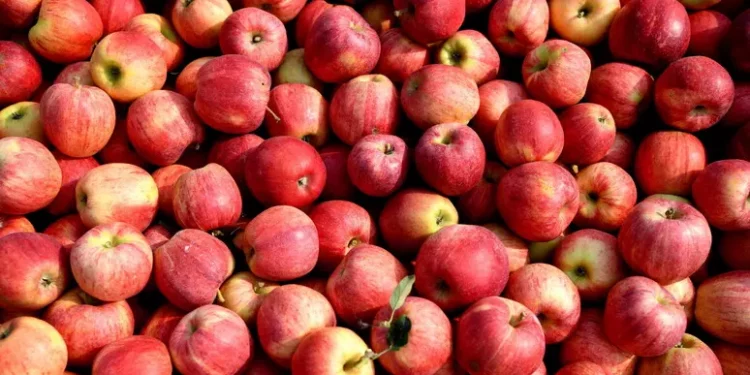 In Italia è partita la raccolta delle mele, produzione in calo