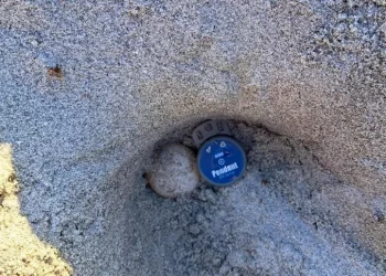 Nido di Caretta Caretta trovato sulla spiaggia di Capo Comino