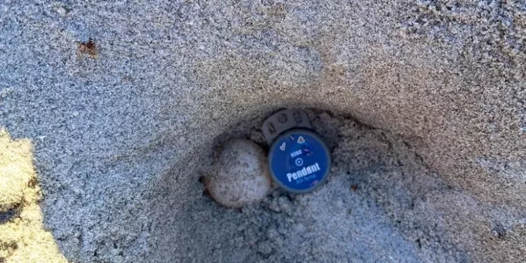 Nido di Caretta Caretta trovato sulla spiaggia di Capo Comino