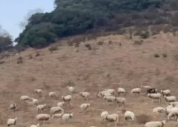 Csa, ‘subito aiuti alle campagne o scenderemo in piazza’