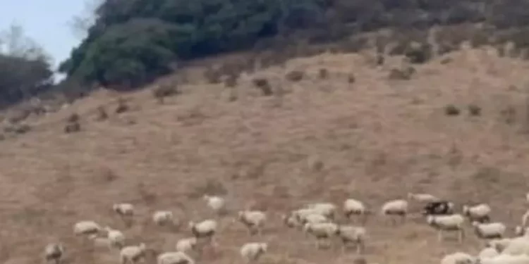 Csa, ‘subito aiuti alle campagne o scenderemo in piazza’