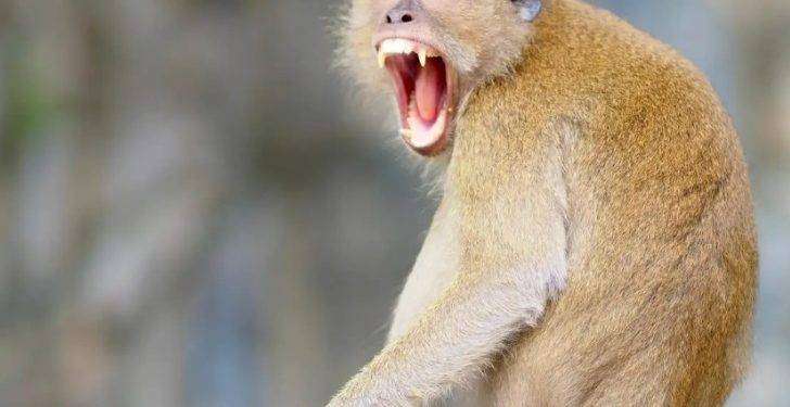 Terrore in Europa, arrivano le scimmie con il vaiolo