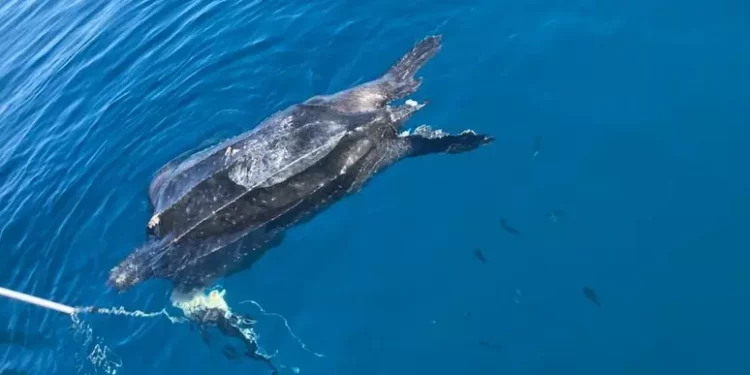 Tartaruga liuto di 300 chili trovata morta in mare
