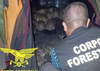 Nella tenda di un campeggio 54 tartarughe, interviene Forestale