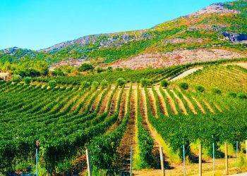 Pubblicato elenco beneficiari autorizzazioni nuovo impianto viticolo 2024