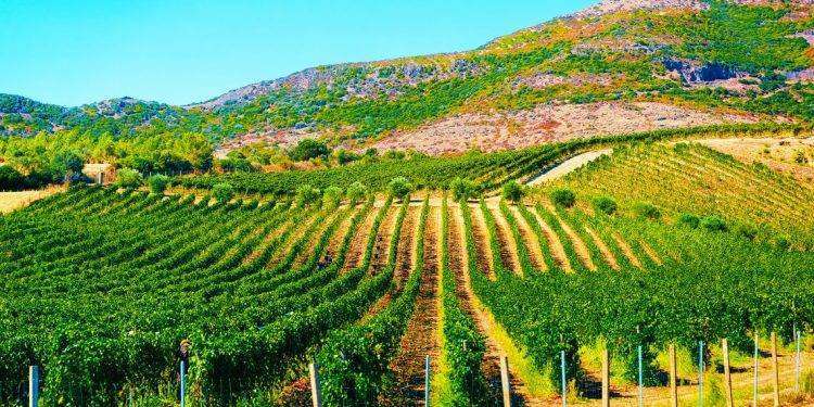 Pubblicato elenco beneficiari autorizzazioni nuovo impianto viticolo 2024