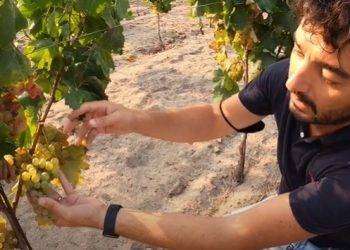 La Sardegna sul quotidiano britannico Times grazie all’enologo Andrea Pala