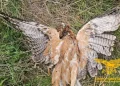 Aquila Bonelli uccisa in Sardegna, duro colpo a reintroduzione