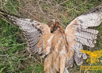 Aquila Bonelli uccisa in Sardegna, duro colpo a reintroduzione