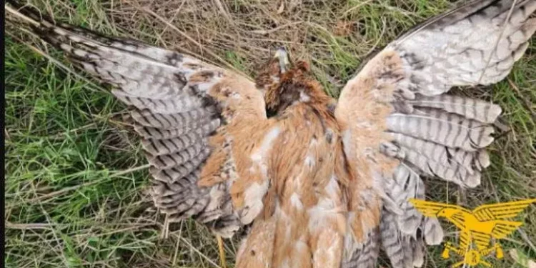 Aquila Bonelli uccisa in Sardegna, duro colpo a reintroduzione