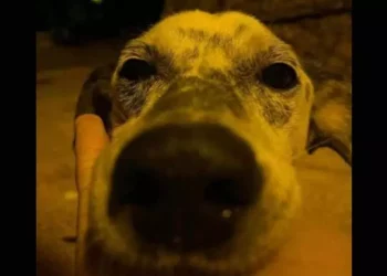 Cane sordo e cieco massacrato di botte muore dopo 3 giorni