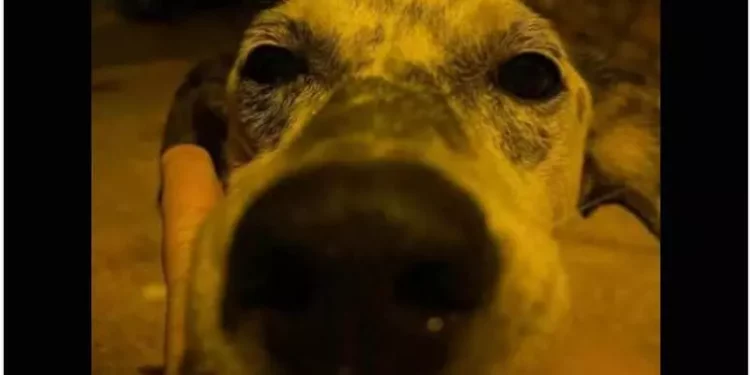 Cane sordo e cieco massacrato di botte muore dopo 3 giorni