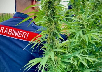 Nelle campagne di Olzai 1500 piante di marijuana, un arresto