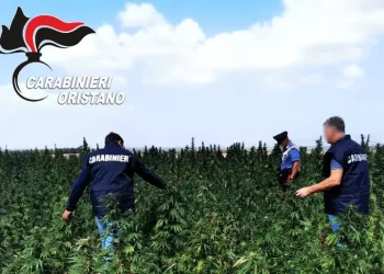 Maxi coltivazione di canapa scoperta a Siamanna