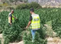 Mille piante di marijuana sequestrate a Talana