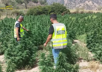 Mille piante di marijuana sequestrate a Talana