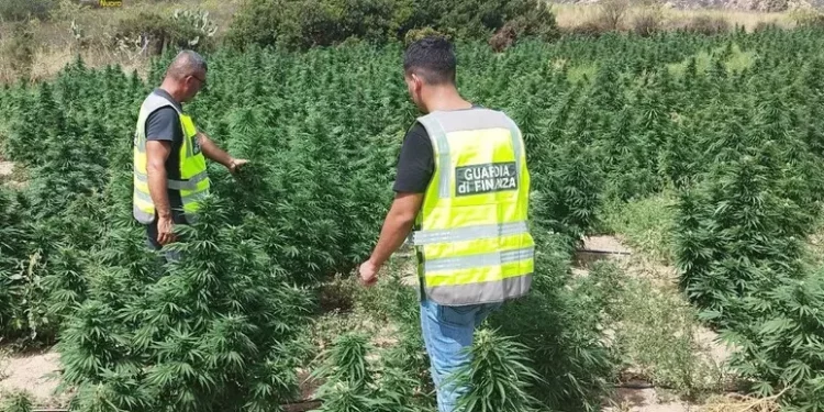 Mille piante di marijuana sequestrate a Talana