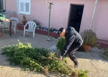 Scoperta una piantagione di marijuana a Sestu, arrestato 38enne